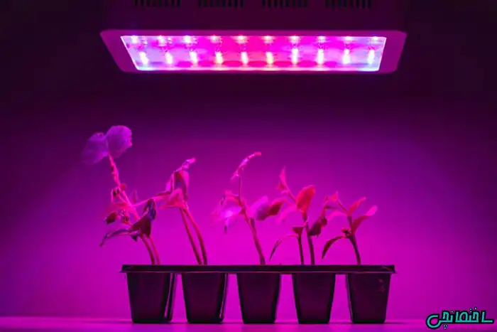 عکس مدت زمان استفاده از لامپ رشد گیاه چقدر است؟